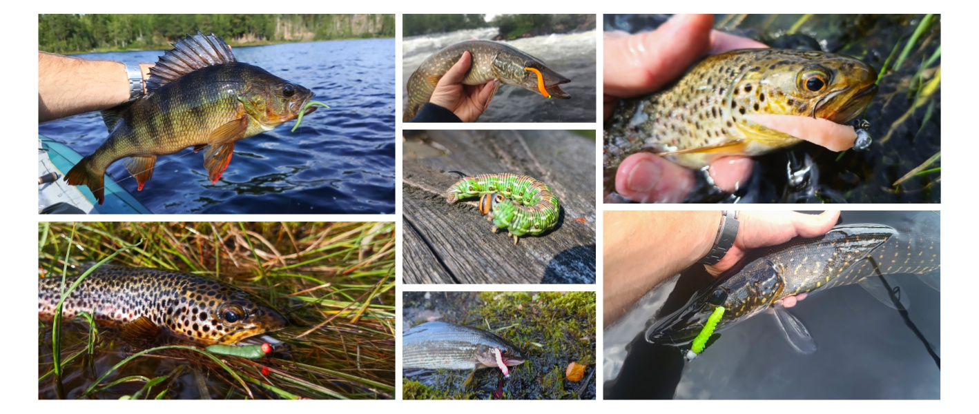 koláž larvy, červy, slimáci_1